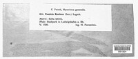 Puccinia rossiana image